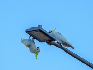 flip the bird - two cockatoos on lamp post, one upside down