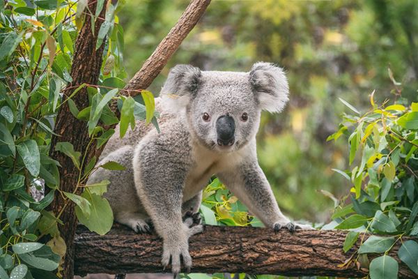 NSW Zoos Make Switch To 100 Percent Renewable Energy